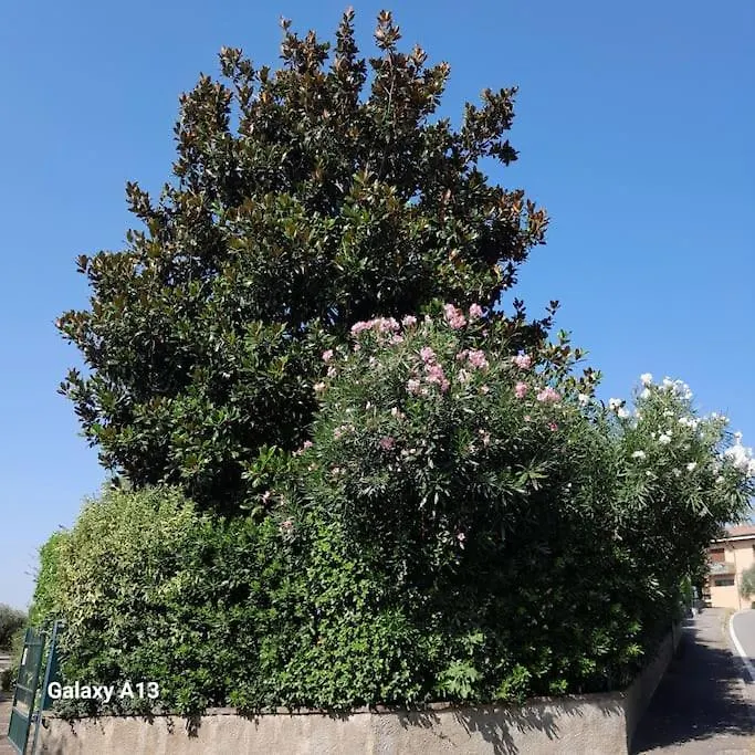 Casa Magnolia Apartment Valeggio sul Mincio Italy